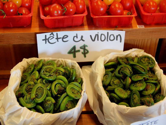 Ein für uns neues Gemüse, "Geigenköpfe"...; schmeckt wie Spargel, muss kurz gekocht werden, Wasser abschütten und nochmals kurz aufkochen...
