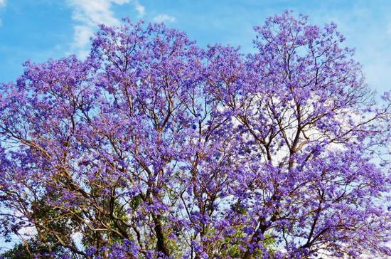 Die blühenden Jacaranda-Bäume haben genau die richtige Farbe für die Karwoche...