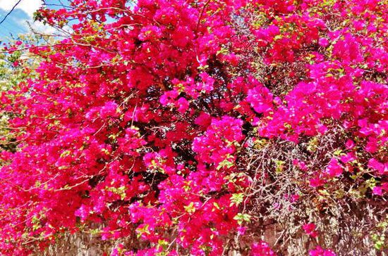 Oder wir erfreuen uns an der reichen Blütenpracht der Blumen, hier eine leuchtende Bougainvillea...