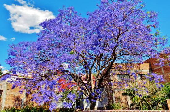 ...oder dieser Jacaranda-Baum...; fantastisch...!
Leider nähert sich aber auch das Ende unseres San Miguel de Allende Aufenthaltes...; am Ostermontag müssen wir Leomobil aufräumen, uns verabschieden - am Osterdienstag fahren wir weiter...