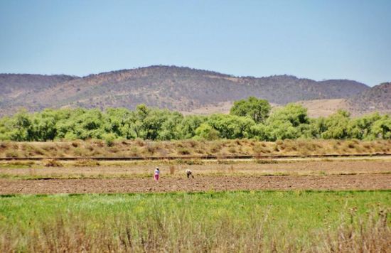 Überall wird auf den Feldern gearbeitet...