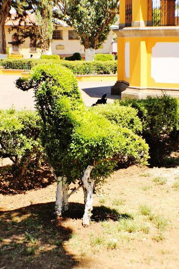 Fantasievolle Baumschneidekunst...