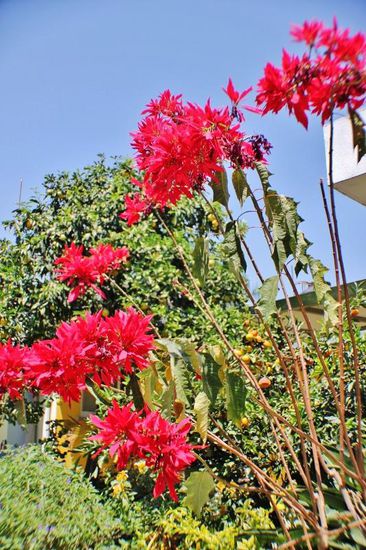 Ein kleiner Rundgang in der Gartenanlage...