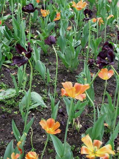 Die blühenden Tulpen...; danke Freddy für deine Gartenarbeit...