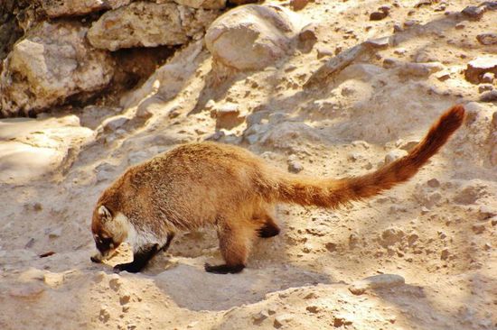 Von diesen Dachsen werden wir begrüsst ... (Span. Tejón)