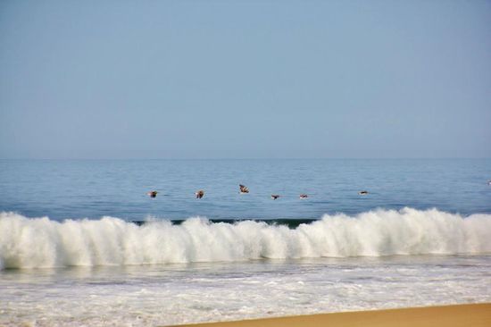 Am andern Morgen - Pelikane fliegen dicht über den Wellen...