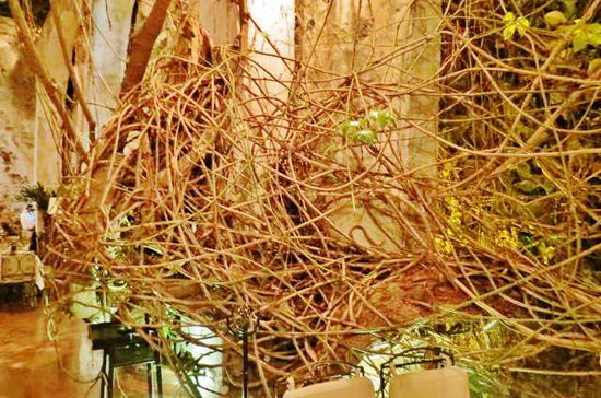 Luftwurzeln eines Baumes im Innern des Restaurants...