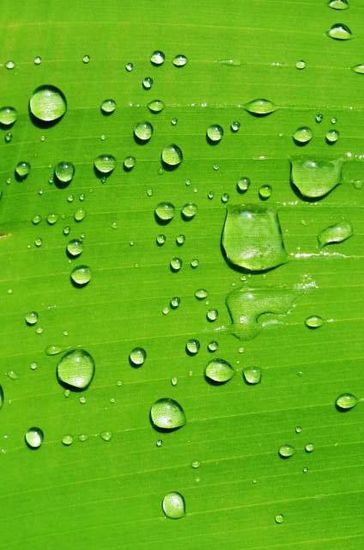 Das könnten wirklich "Freudentränen" sein - sind es aber nicht...!
Es sind ein paar Wassertropfen auf einem Bananenblatt...