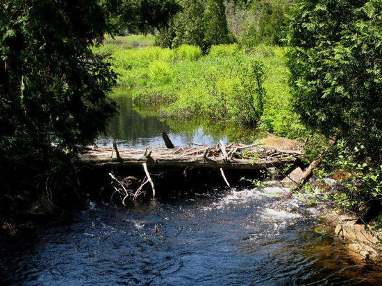 Meister Bieber hat ganze Arbeit geleistet und den Abfluss gestaut...