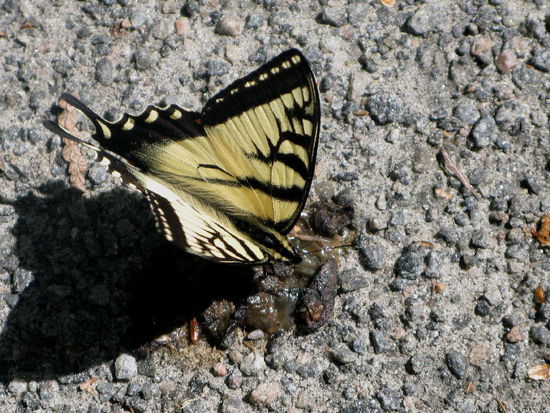 Der prächtige Schwalbenschwanz...