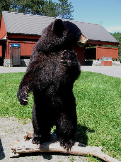 Ein Schwarzbär...; leider haben wir ihn nicht lebendig gesehen...; es gibt aber etliche in dieser Region...; dieser Bär ist etwa 1 1/2 Jahre alt...; Braunbären und Gryzzlies werden um etliches grösser...