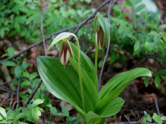 Was blüht denn da...?