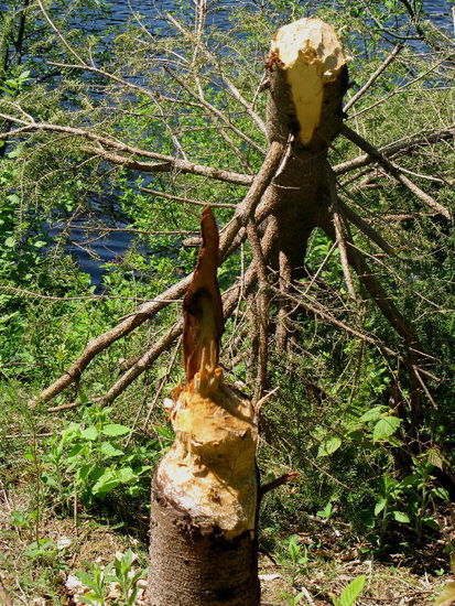 Auch da, Meister Bieber bei der Arbeit...