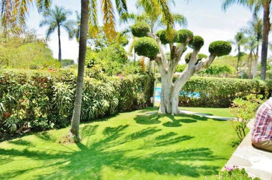 Dieser originell geschnittene "Ficus Benjamini" dürfte rund 100 Jahre alt sein...