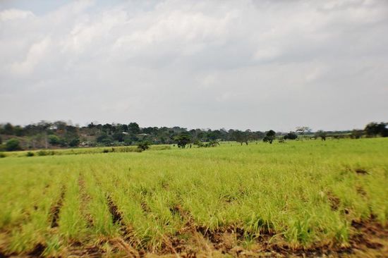 Grosse Zuckerrohrfelder...