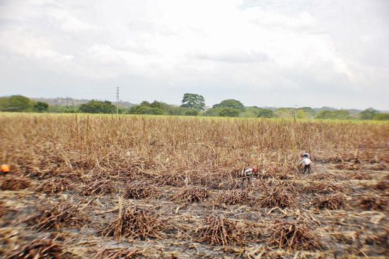 Und die Männer bei der harten Arbeit...; zuerst werden die Felder abgebrannt und anschliessend wird das Zuckerrohr mit der Machete geschlagen...