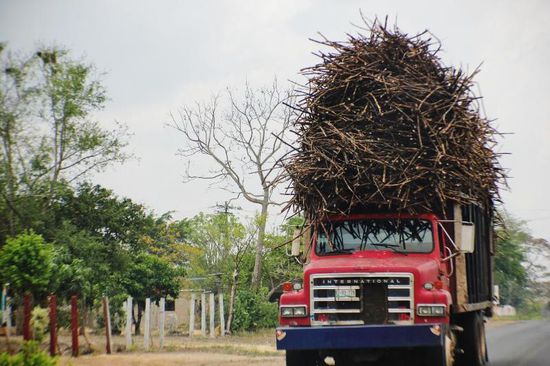 LKW's beladen mit Zuckerrohr...