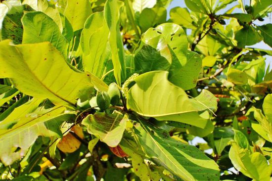 Der nächste Morgen zeigt sich versöhnlich...; Mangobaum...