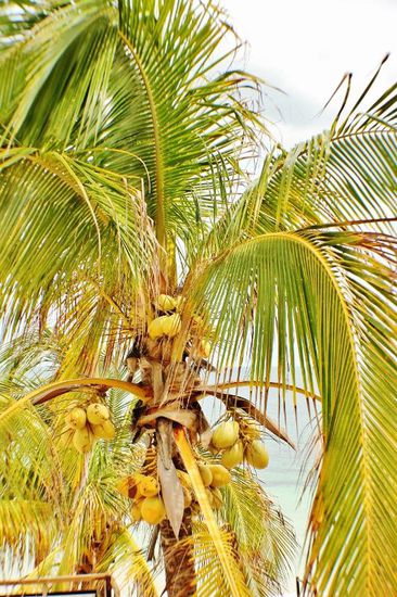 Vorsicht - Kokosnüsse...!!!!