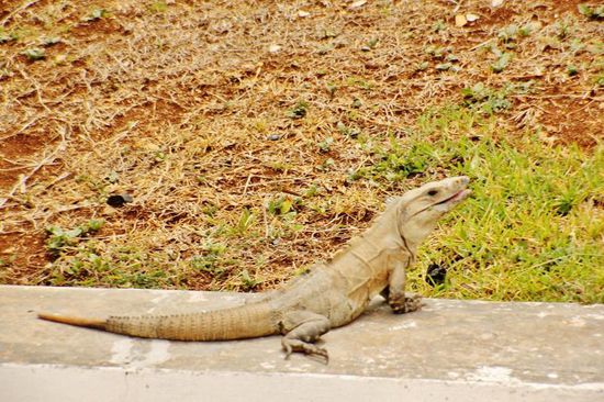 Diesen Prachtskerl scheint das alles nicht sonderlich zu interessieren...