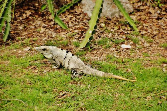 Schildkröten haben wir keine gefunden, dafür viele Leguane...