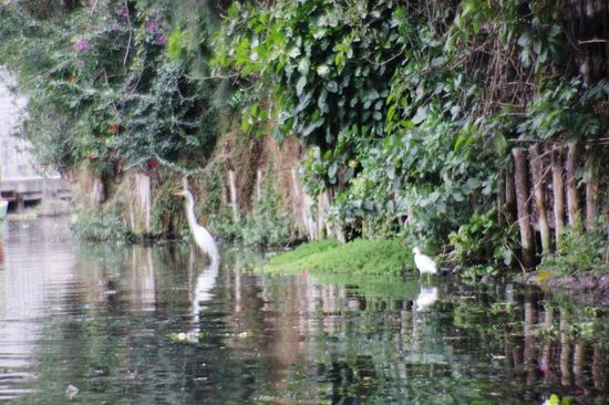 Es bedarf etlicher "Flucher" bis wir a) den richtigen Ort und b) einen guten Parkplatz im dichten Gewusel des Verkehrs finden...! Und zu guter Letzt schliesse ich die Autotür, ohne die Schlüssel abzuziehen - und wo ist der Ersatzschlüssel...? Natürlich wohlversorgt zu Hause....! Also, zuerst einen "Türöffner" finden...! Und so legt sich allmählich die nervige Angelegenheit und wir finden zu den schwimmenden Gärten...!