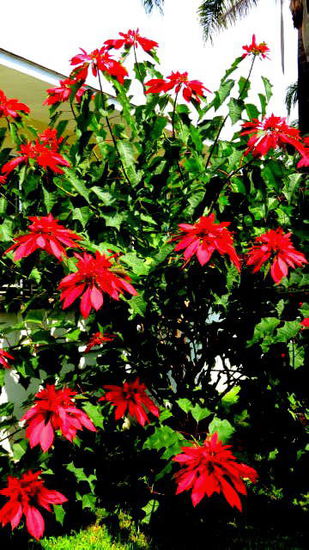 Langweilig wird es uns nicht - es gibt immer wieder Neues zu sehen, zu bestaunen...; hier im Bild unser bald 3m hoher "Weihnachtsstern" in voller Blüte...