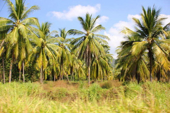 Vorbei an grossen Kokospalmplantagen...