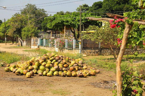 Zum Trocknen ausgelegte Kokosnüsse...
