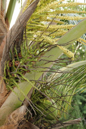 Auf einem CP nahe dem Strand finden wir einen schönen Platz...; wir bleiben 2 Nächte hier...