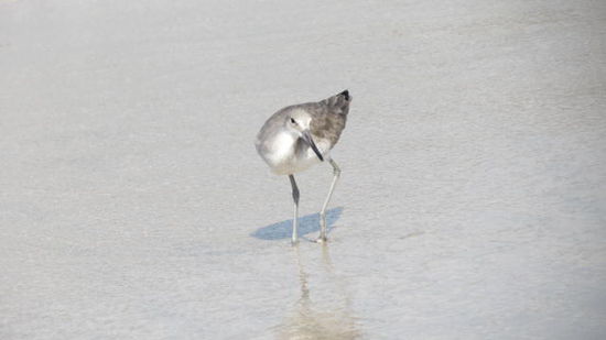 Strandläufer auf Nahrungssuche...