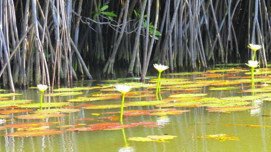 Wasserlilien in den Mangroven...