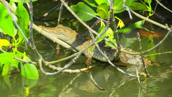 Dafür sonnen sich solch hübsche kleine "Kaiman-Krokodile" auf den Ästen...; wo mag wohl Mama stecken...? Auf Distanz haben wir sie dann gesehen...!