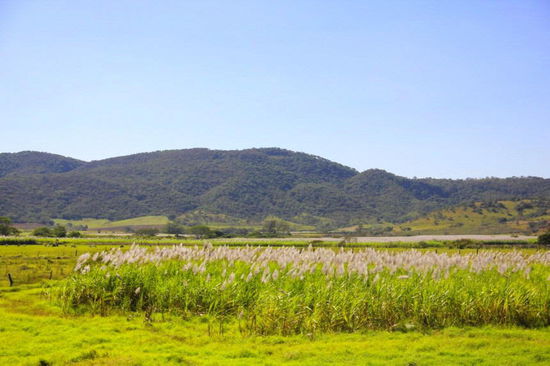 Blühendes Zuckerrohr...
