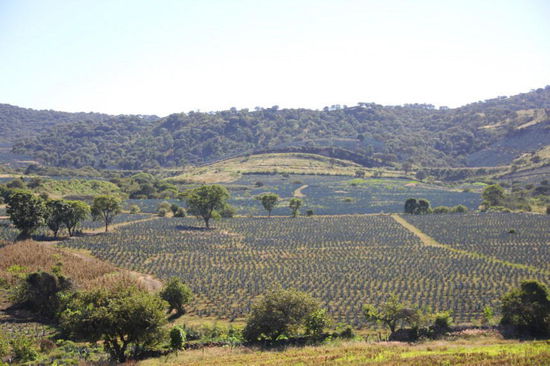 Die Agavenfelder beginnen sich zu mehren...