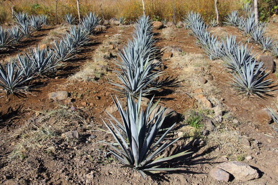 Und da stehen sie in Reih und Glied...