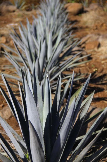 Mehr über den Agavenschnaps Tequila