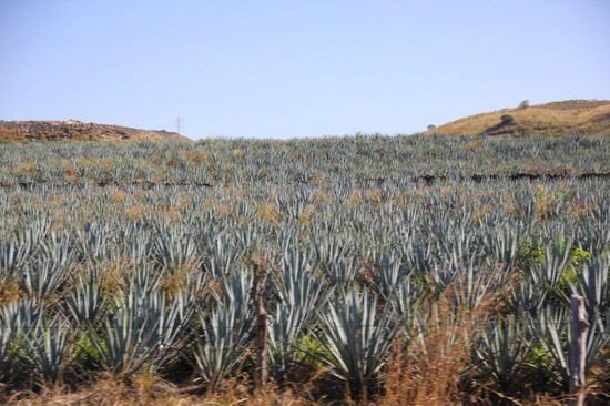 Diese blauen Agavenfelder sind eine pure Augenweide...