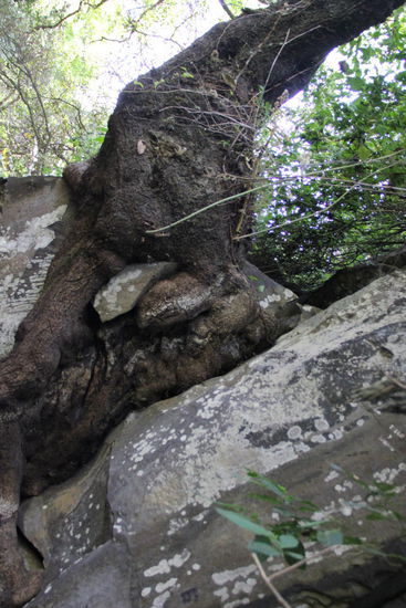 Launen der Natur...