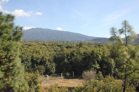 Wir sind unterwegs nach Patzcuaro...; die Plantagen hinter dem Zaun sind Avocado-Bäume...