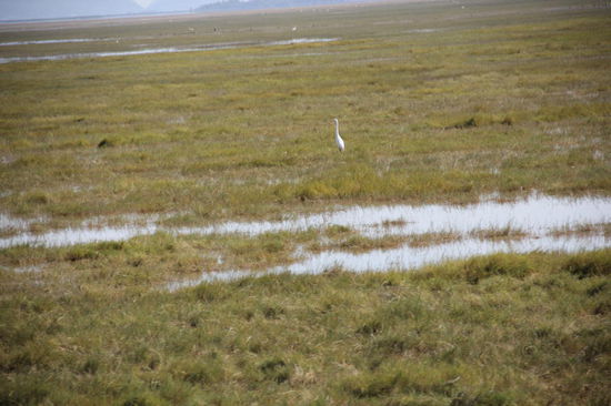 Ein Tummelfeld für allerhand Wasservögel...