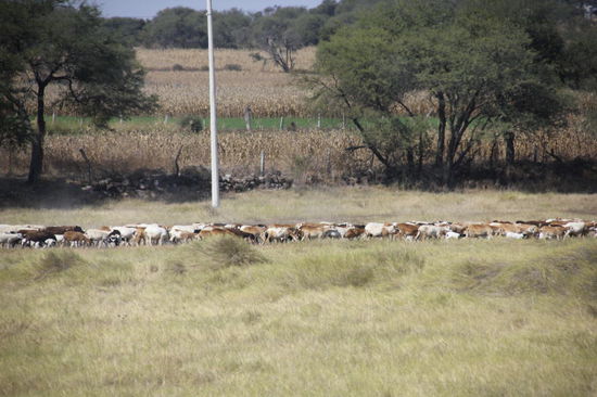 ...aber auch anderes Getier...