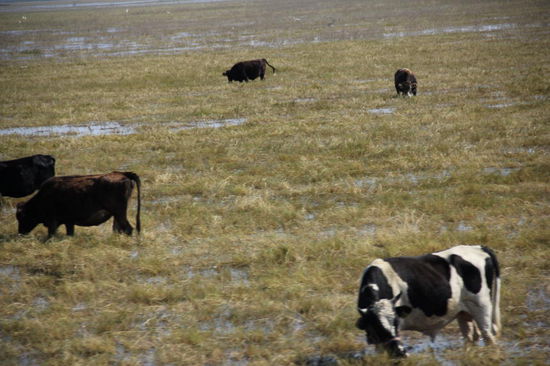 ...findet hier sein Futter...