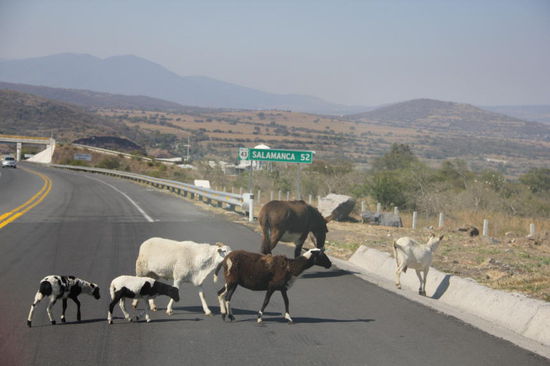 ...vor allem, wenn Tiere auf der Autobahn "Vortritt" geniessen...
