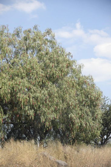 Ein Pfefferbaum direkt an der Autobahn...
