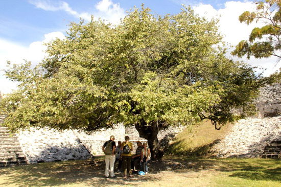 Kurze Rast unter einem Baum, der auch medizinisch verwendet wurde...