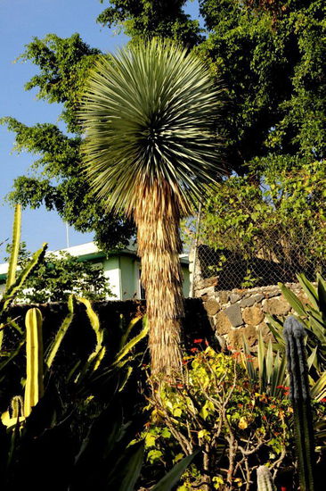 Die Vielfalt in Hubis Garten ist wirklich fantastisch...