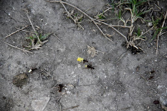 Vermutlich ging es zu und her wie in diesem Ameisenstaat...