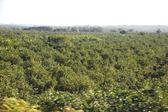 ...durchqueren grosse Orangenplantagen...