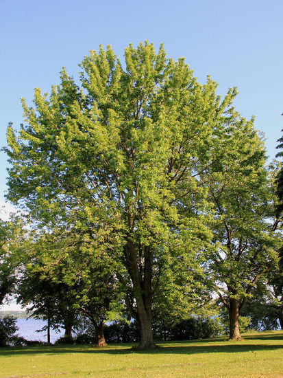 Mit einem angrenzenden Park mit sehr schönen Bäumen...